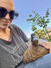 Ducks play with new donut splash pad outdoors