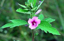 Image result for Pavonia leptocalyx