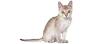 Singapura Cat Pictures and Information - Cat-Breeds