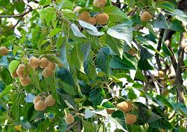 Image result for Aleurites