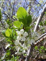 Image result for Prunus domestica
