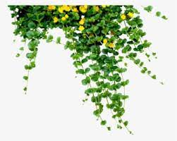 It has a resolution of 1082x500 pixels. Climbing Plants Png Images Transparent Climbing Plants Image Download Pngitem