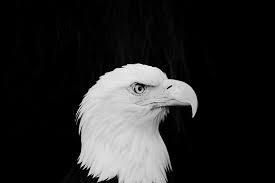 Download these amazing cliparts absolutely free and use these for creating your presentation, blog or website. Black Eagle Pictures Download Free Images On Unsplash