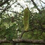 Image result for Albizia brevifolia