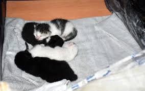 Kedi Yavrulari Yatak Odasinda Kendileri Cekyatta Yatiyor