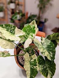 Image result for Alocasia odora