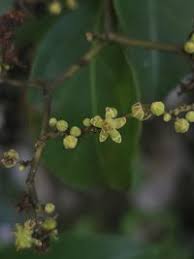 Image result for Hippocratea parviflora