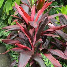 Toxic plants by latin or scientific name references Cordyline Fruticosa Florida Red Ti Plant From Garden Center Marketing