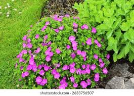Image result for Geranium sanguineum Max Frei