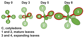 Copiii vor primi alocații mai mari, de la 1 martie. Frontiers Short Term Magnesium Deficiency Triggers Nutrient Retranslocation In Arabidopsis Thaliana Plant Science