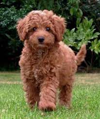 Pin On Labradoodle Breeder Puppies