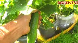 See full list on totalgardener.com Growing Cucumbers In 5 Gallon Buckets Self Watering Container Youtube