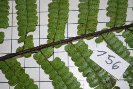 Image result for Didymochlaena truncatula