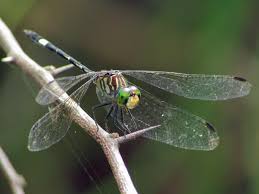 Image result for Triraphis schinzii