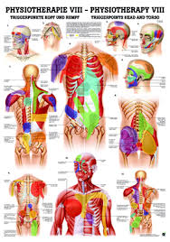 Changes in the test both halves of your mind in this human anatomy quiz. Physiotherapy Viii Triggerpoints Head And Torso Anatomical Chart Osta International