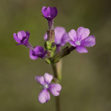 Image result for Buchnera