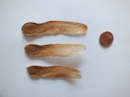 Image result for Entandrophragma caudatum