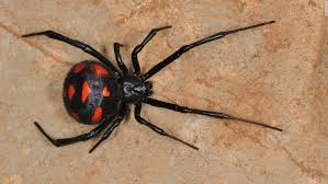 Steatoda grossa spiders have been sighted 177 times by contributing members. Don T Let The Bugs Bite Cnn