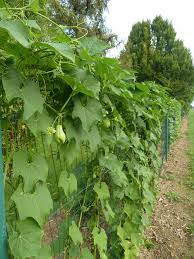 Chayotte Ou Christophine Passion Potager Jardinage En Pots Potager Chayotte