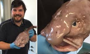 May 26, 2014 · blobfish. Sydney Fish Expert Reveals The Ugly Blobfish Is Edible And Tasty Daily Mail Online