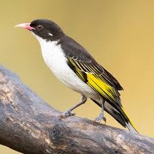 Image result for Alectra picta