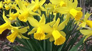 We did not find results for: Daffodil Flower Bulbs Narcissus American Meadows