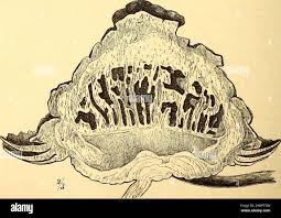 Image result for Pilostyles aethiopica