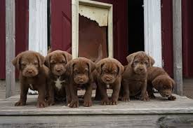 Owner leroy fhlug grew up on a family farm he found that he loved dogs and providing healthy, happy puppies for families to adopt. Underdog Pet Rescue Of Wisconsin Inc Home Facebook