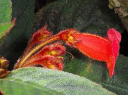 Image result for Rothia hirsuta