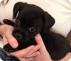 Match made on care.com every 3 minutes, so find your perfect pet care provider today. Palmdale Ca Chihuahua Meet Reily A Pet For Adoption
