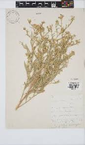 Image result for Pechuel-Loeschea leubnitziae