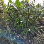 Image result for Voacanga thouarsii