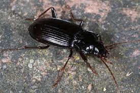 Nebria Brevicollis Coleoptere Noir Nocturne Le Monde Des Insectes