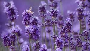 زيت اللافندر يتم إنتاجها من أزهار الخزامى angustifolia. Ù…Ø¹Ù„ÙˆÙ…Ø§Øª Ø­ÙˆÙ„ Ø²Ù‡Ø±Ø© Ø§Ù„Ù„Ø§ÙÙ†Ø¯Ø± Ù…ÙØ§Ù‡ÙŠÙ…