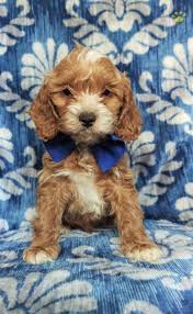 We still hear from families that. Garrett Cockapoo Puppy For Sale In Myerstown Pa Lancaster Puppies Cockapoo Puppies For Sale Cockapoo Puppies Puppies For Sale