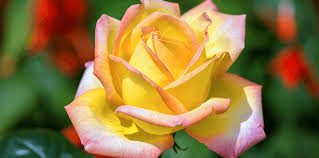 Yellow flowering plants for south florida. Rose Bushes That Thrive In South Florida Living Color