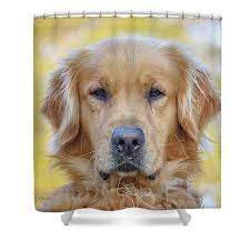 The Golden Canine Acrylic Print by Dana Foreman