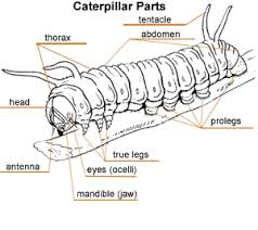 Untitled Document Moth Caterpillar Caterpillar Cute Dogs And Puppies