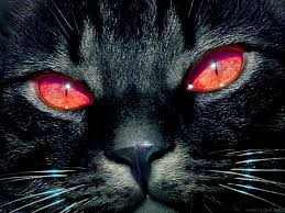 Black And Red Cat Pokemon Name Americans Tend To Think Of Black Cats As Bad Luck Especially If One Crosses Their Path But The Black Cat Is Actual Cat Wallpaper Beautiful Cats Beautiful Cat