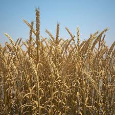 Common Wheat Field 3d In 2020 3d Tree 3d Model Plants