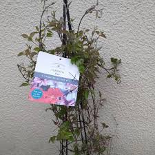 Check spelling or type a new query. Clematis Pruning Group 3 Clematis Pruning Group 3 Late Flowering Cultivars Uploaded By Evdc