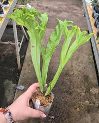 Image result for Microsorum punctatum