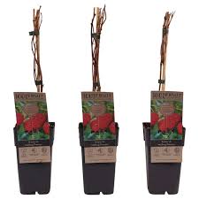 Image result for Rubus adolfi-friederici