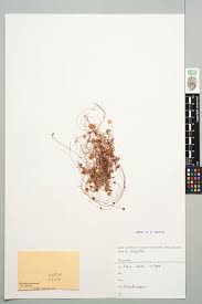 Image result for Cuscuta suaveolens