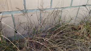 Image result for Digitaria gymnostachys