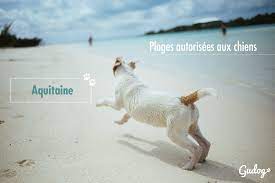 Vous voulez découvrir plages à pays basque incroyables? Plages Autorisees Aux Chiens Aquitaine Gublog Gudog Fr Blog
