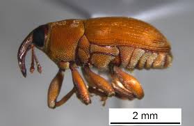 Image result for Zygophlebia villosissima