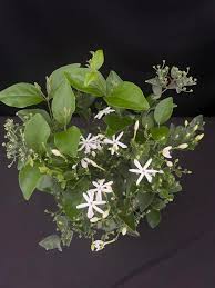 Image result for Jasminum meyeri-johannis