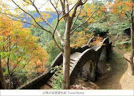 台北楓葉季 楓紅前線 汐止拱北殿楓紅最大賞 小兔小安旅遊札記 tree trunk plants tree