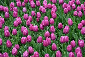 Die markanten farben der blühenden tulpen sind typisch für die niederlande im frühling. Tulpen Magenta Fruhling Kann Bluten Blumen Rosa Grun Feld Natur Tapete Pikist